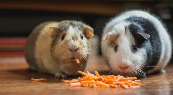 非犬貓毛孩飼養守則 – 養天竺鼠簡介與注意事項